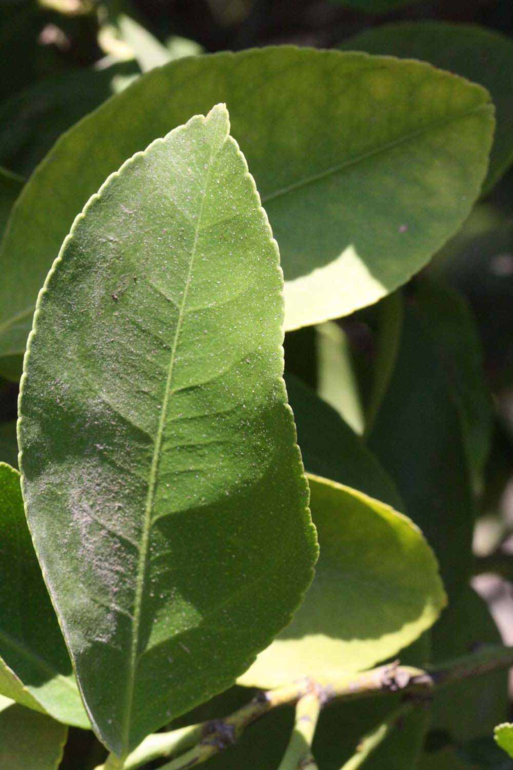              Unifoliolate leaf (Riverside, CA)       